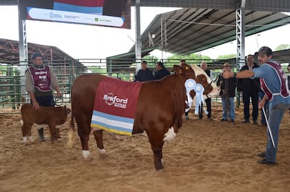 El premio Gran Campeón Hembra recayó en el Box 24, una vaca con cría al pie de la cabaña Las Mercedes, de la familia Bravo