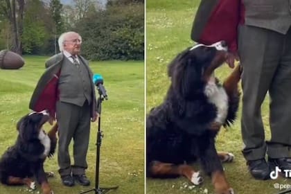 El presidente de Irlanda, Michael Higgins daba un discurso cuando fue interrumpido por su perro Misneach, un simpático boyero de Berna que se robó todas las miradas