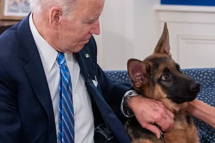 El presidente estadounidense, Joe Biden, acaricia a su perro Commander mientras habla virtualmente con miembros del servicio militar para agradecerles su servicio, desde el Auditorio del Patio Sur de la Casa Blanca en Washington, el 25 de diciembre de 2021. (Foto de SAUL LOEB / AFP)