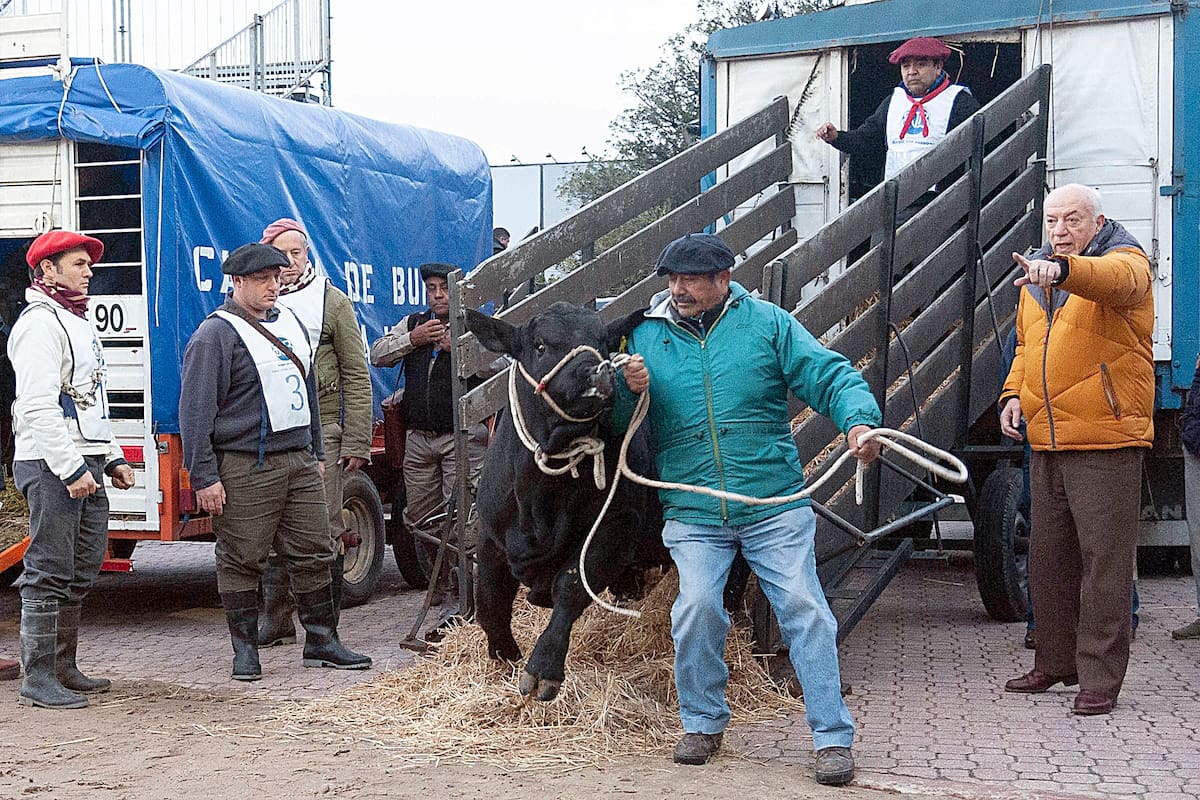 El primer animal en ingresar al predio ferial de la Rural, nombrado tras la misión de la NASA Apolo 11 que llevó al primer hombre a la luna