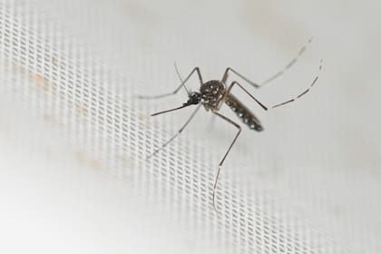 El primer año se liberarán 16 millones de mosquitos estériles en Florida