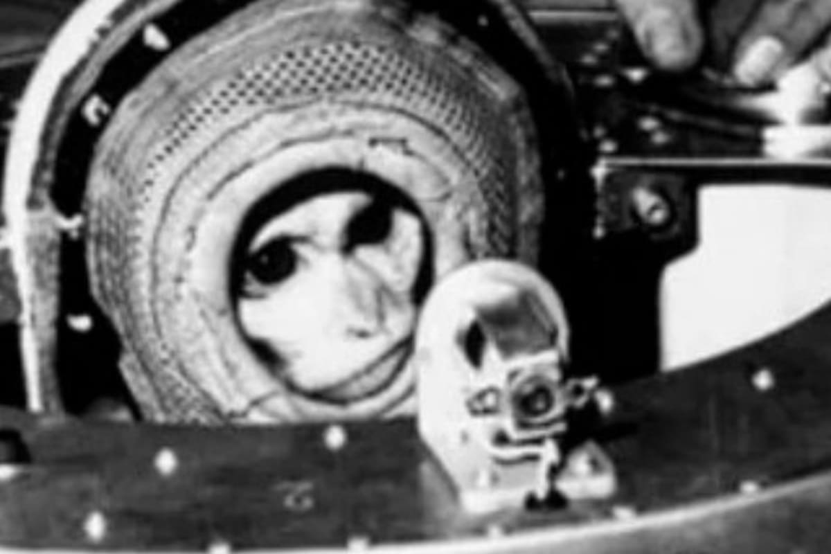 El primer astronauta argentino en sobrevolar el espacio fue el mono Juan