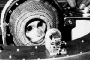 El primer astronauta argentino en sobrevolar el espacio fue el mono Juan