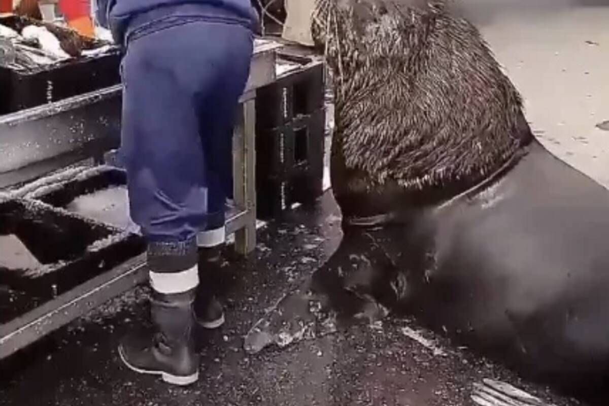 El primer cliente del día, en el puerto marplatense