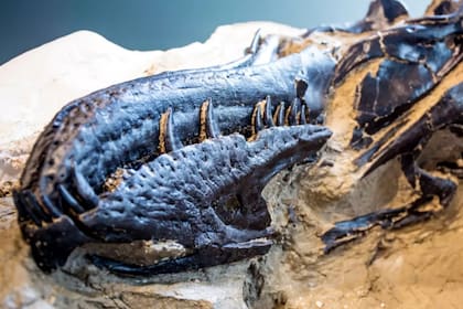 El primer esqueleto completo de un Tiranosaurio Rex fue hallado incrustado a los restos de un Triceratops (SWNS)