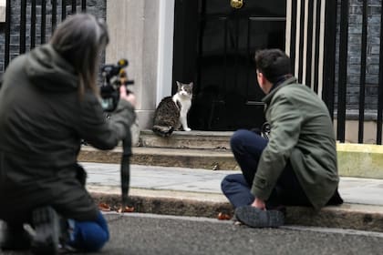 El "primer felino" Larry cumple 15 años como el gato político líder de Reino Unido
