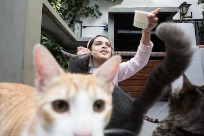 El primer Gato-Café porteño, en el Abasto