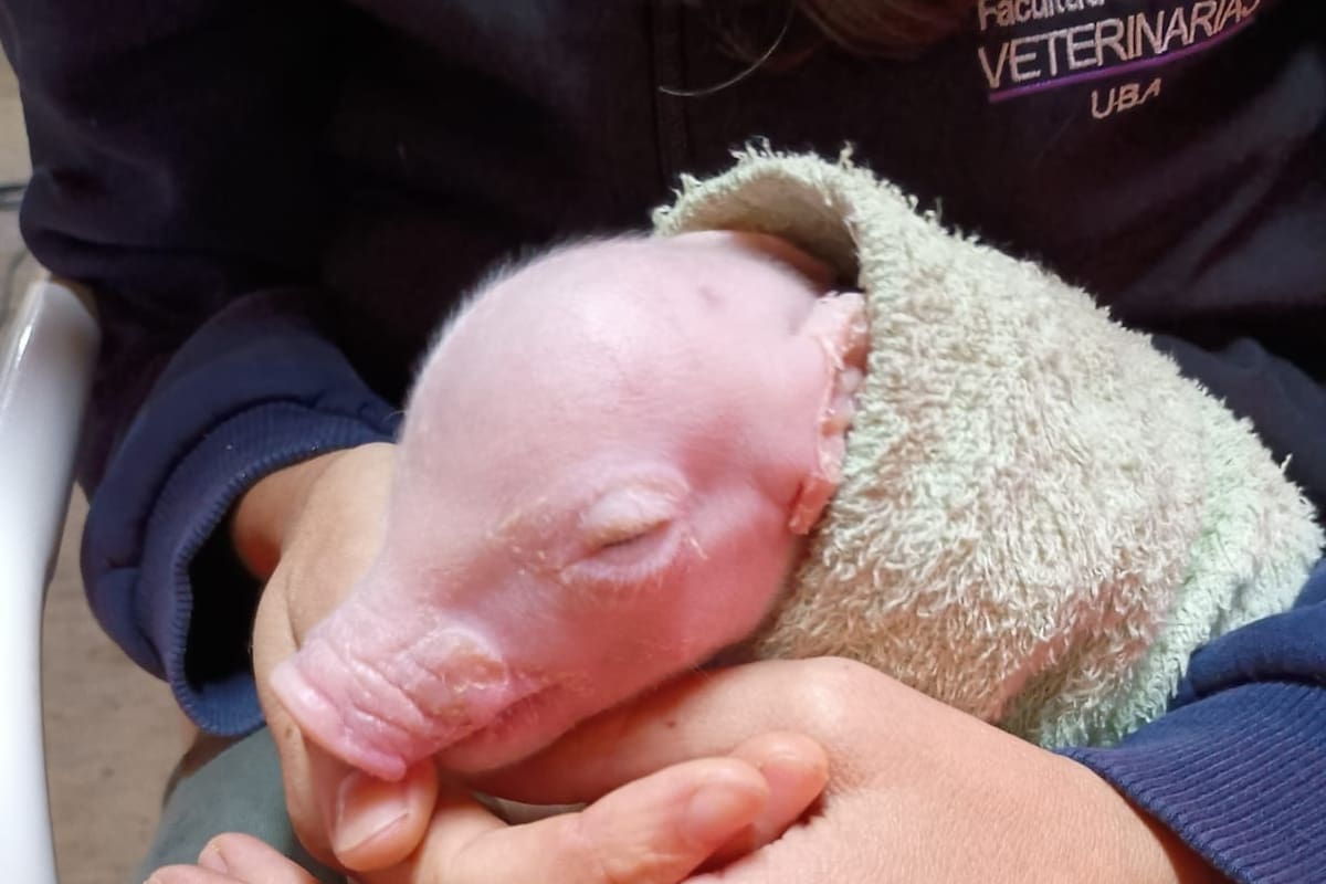 El primer lechón nació en abril en la Facultad de Veterinaria de la UBA tras un proceso de clonación y edición genética
