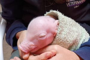 Nació el primer cerdo de América Latina triplemente modificado genéticamente para futuros trasplantes en humanos