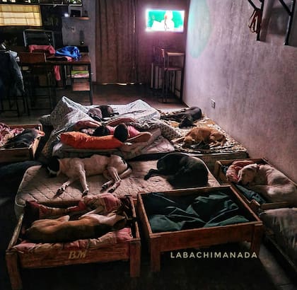 El primer piso está adaptado exclusivamente para ellos
