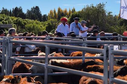El primer remate de hacienda general realizado en la Sociedad Rural de Bariloche cerró con la venta de 900 animales.