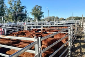 El primer remate de Terneras Angus Certificadas que se hizo el año pasado en La Pampa