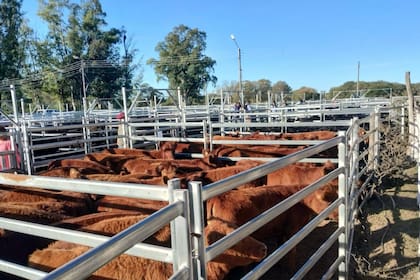 El primer remate de Terneras Angus Certificadas que se hizo el año pasado en La Pampa