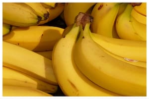 El principal inconveniente de las bananas es que tienden a deteriorarse rápidamente