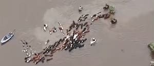 Impactantes imágenes de un éxodo obligado para salvar las vacas