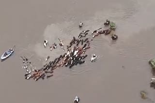 Impactantes imágenes de un éxodo obligado para salvar las vacas