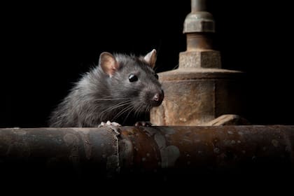 El problema de las ratas trajo otra consecuencia