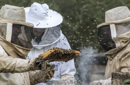 El problema es que la mayoría de los profesionales no estaba preparada para atender abejas