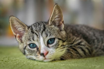El problema radica en que los dueños mantienen una comunicación poco efectiva con sus gatos