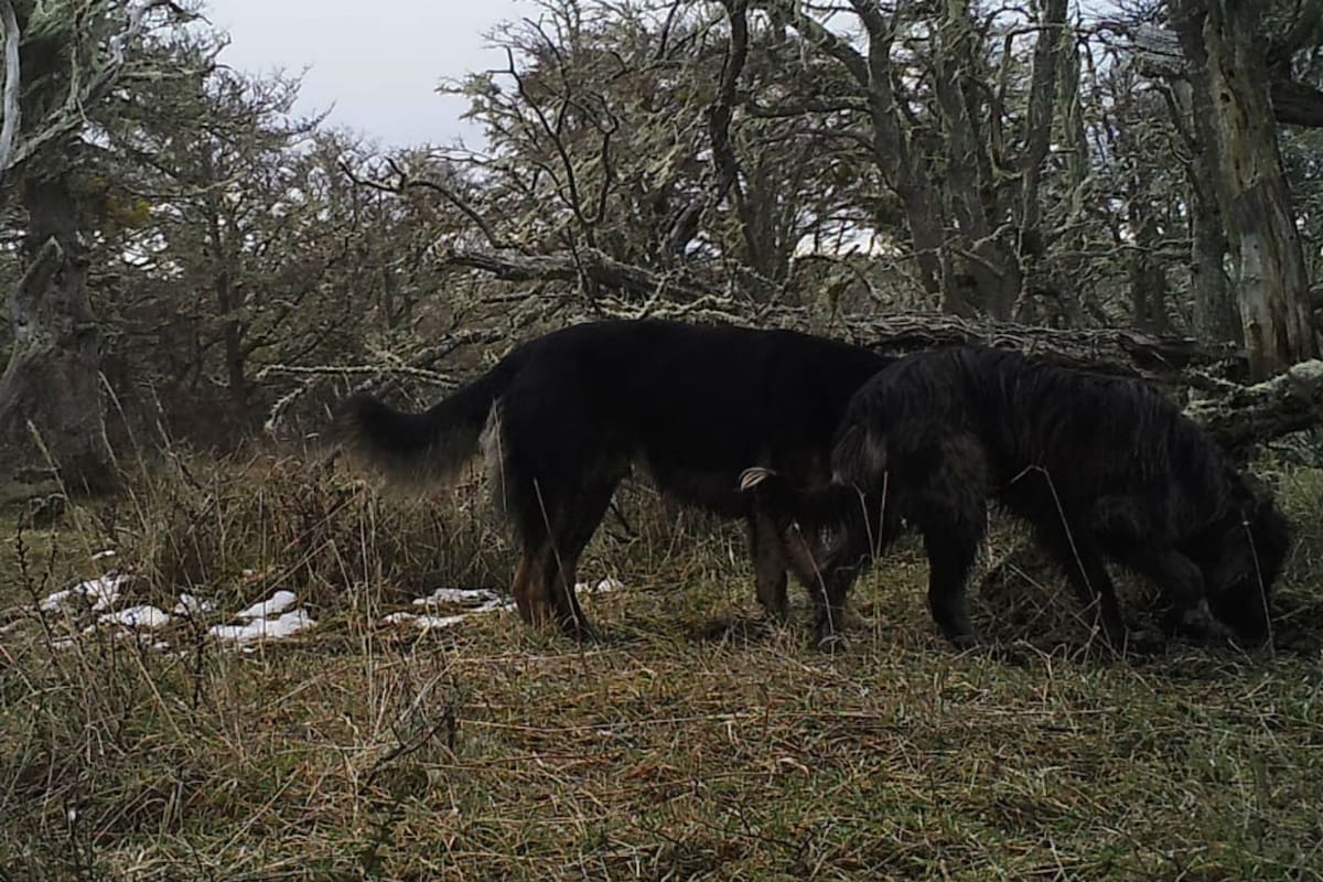 El problema se inició por el abandono de perros en las zonas urbanas y su alejamiento