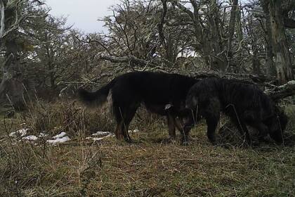 El problema se inició por el abandono de perros en las zonas urbanas y su alejamiento