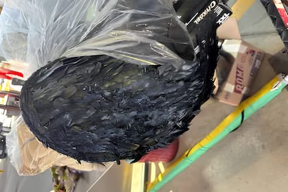El procedimiento de inspección de la CBP en Arizona terminó con el decomiso de artículos de origen animal no autorizados