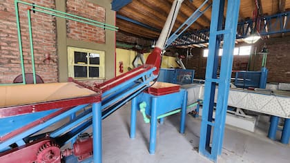 El proceso de elaboración del aceite de oliva es artesanal y autosustentable