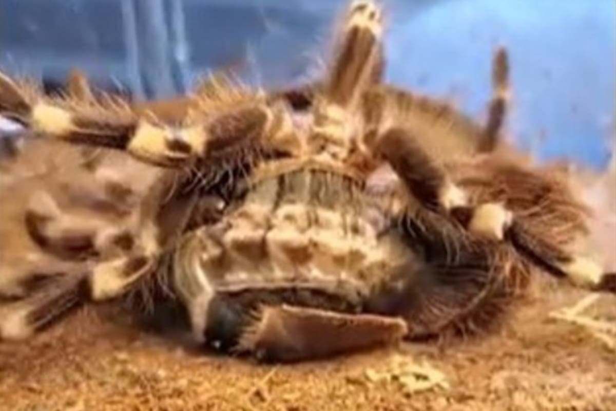 El proceso de la muda puede durar entre 15 minutos y un día entero