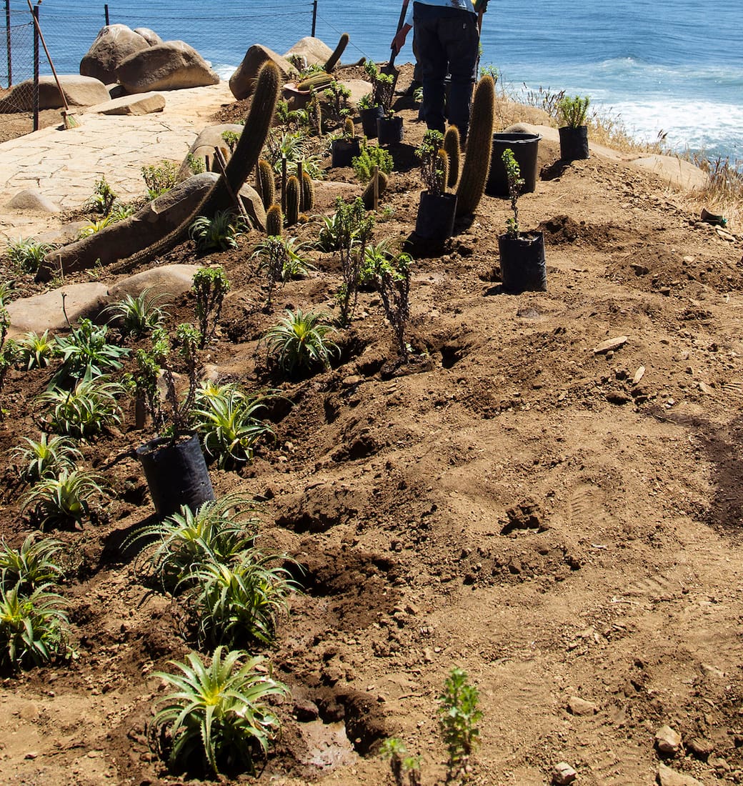 El proceso de reforestación comenzó hace unos años luego de la conformación del Parque Punta de Lobos