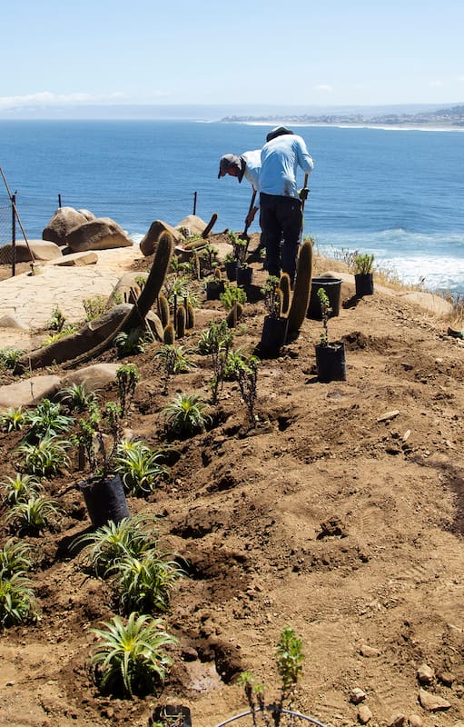 El proceso de reforestación comenzó hace unos años luego de la conformación del Parque Punta de Lobos