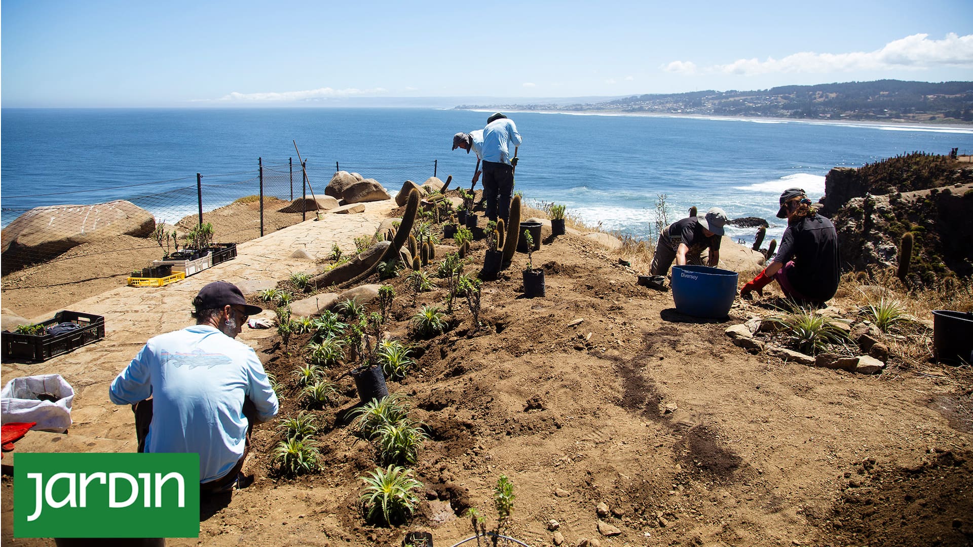 El proceso de reforestación comenzó hace unos años luego de la conformación del Parque Punta de Lobos