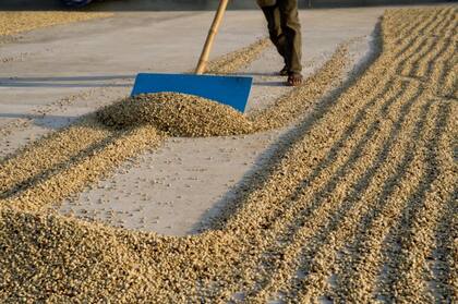 El proceso de tostado y molido del café, tal y como lo conocemos hoy, se desarrolló en el siglo XIV
