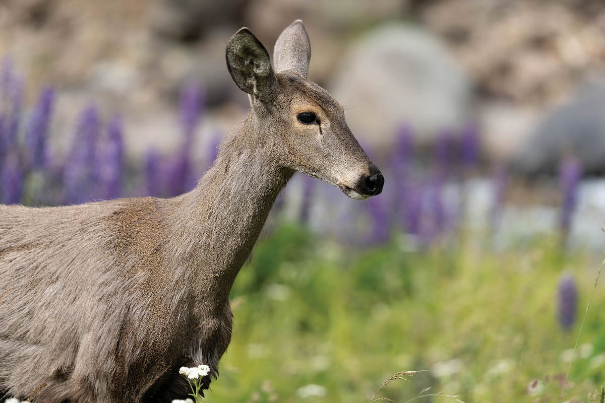 El proceso empieza con la evaluación del ambiente y el rastreo de instituciones que puedan ceder ejemplares de especies.
