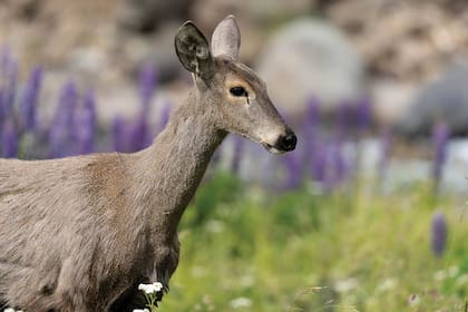 El proceso empieza con la evaluación del ambiente y el rastreo de instituciones que puedan ceder ejemplares de especies.