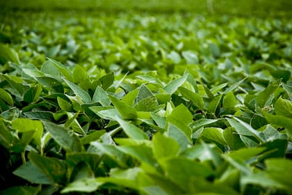 El producto es usado en la agricultura