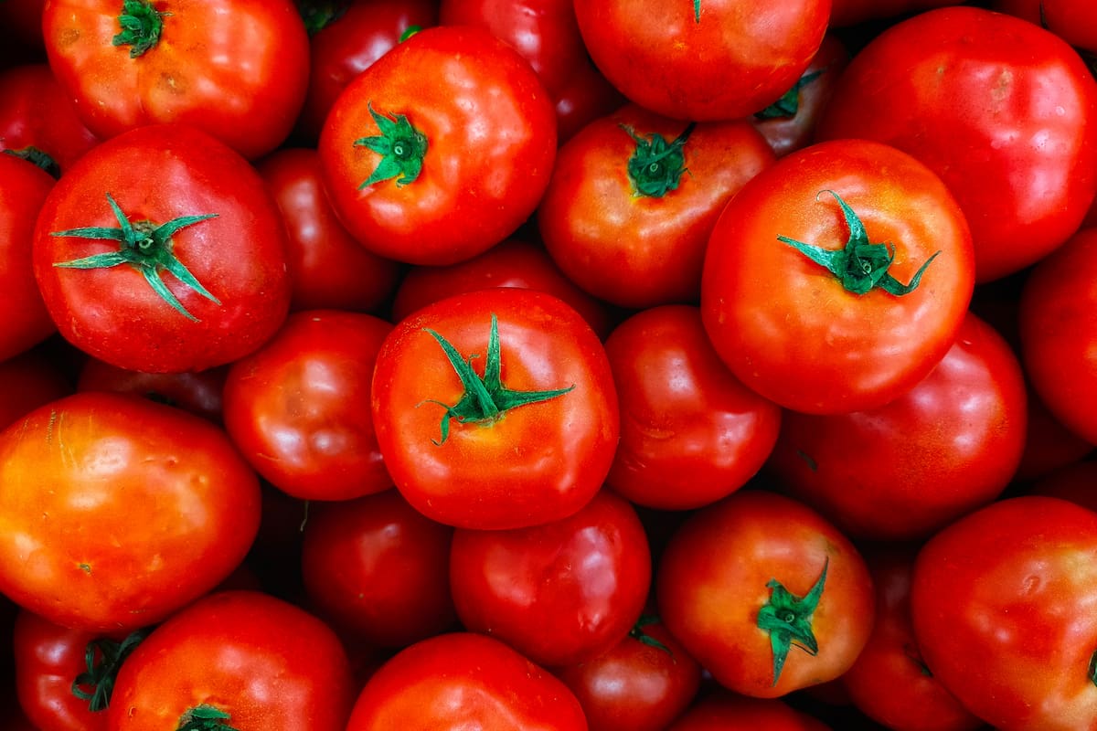 El producto que no se comercializa puede aprovecharse como alimento para el ganado mediante un adecuado proceso de ensilado