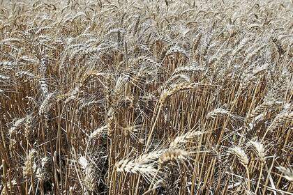 El productor busca asegurarse un cobro rápido