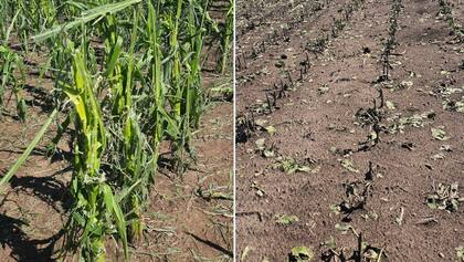El productor Daniel Pasquale mostró cómo quedaron los cultivos de verano en dos lotes tras el fuerte temporal de viento, agua y granizo