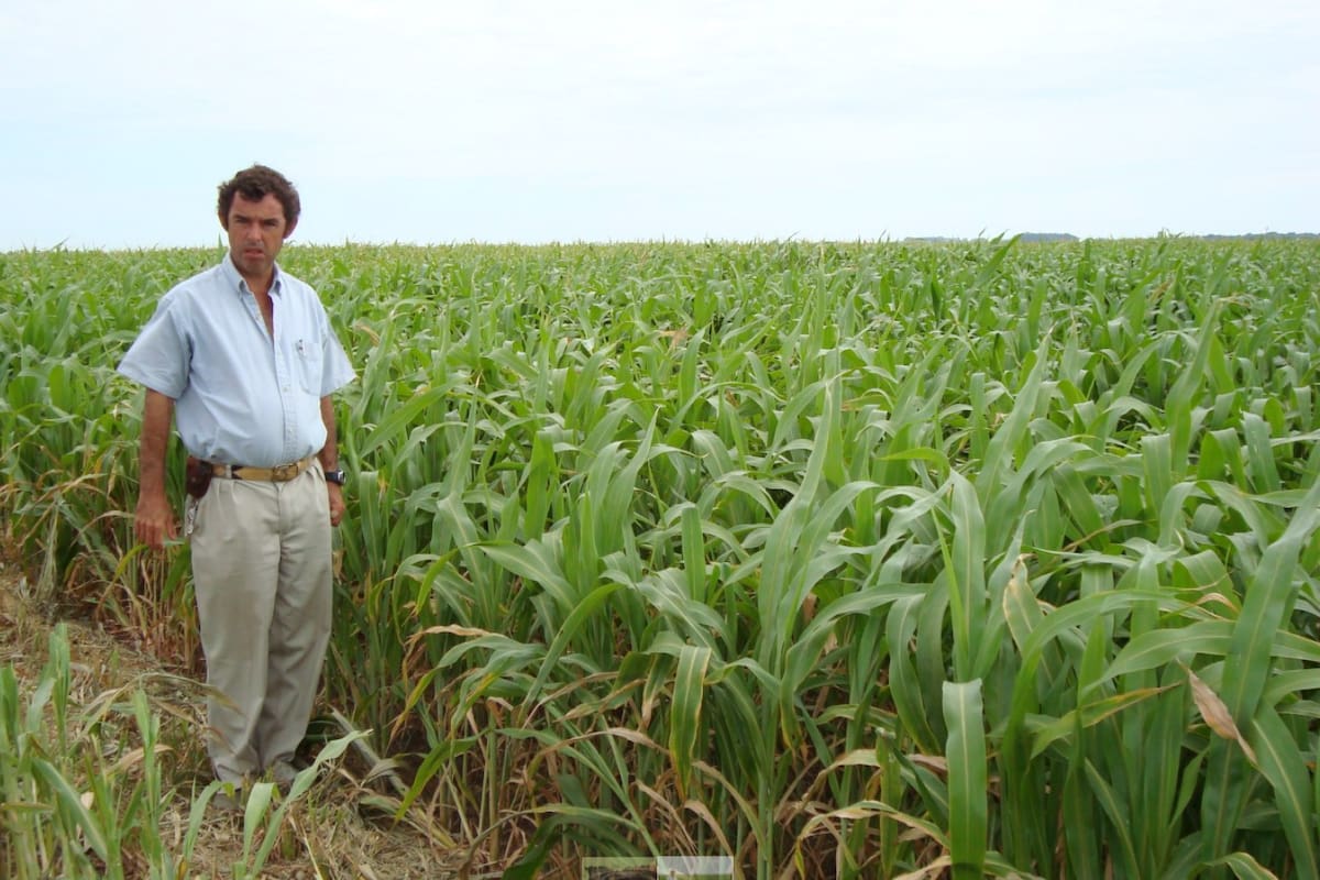 El productor Diego Chiatellino junto a un sorgo BMR o nervadura marrón en Bonifacio, partido de Guaminí (Buenos Aires)
