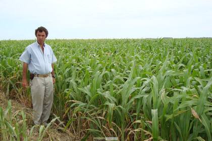 El productor Diego Chiatellino junto a un sorgo BMR o nervadura marrón en Bonifacio, partido de Guaminí (Buenos Aires)