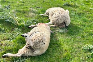 Mataron a tiros a siete ovejas en un campo bonaerense y denuncian el avance de los cazadores furtivos