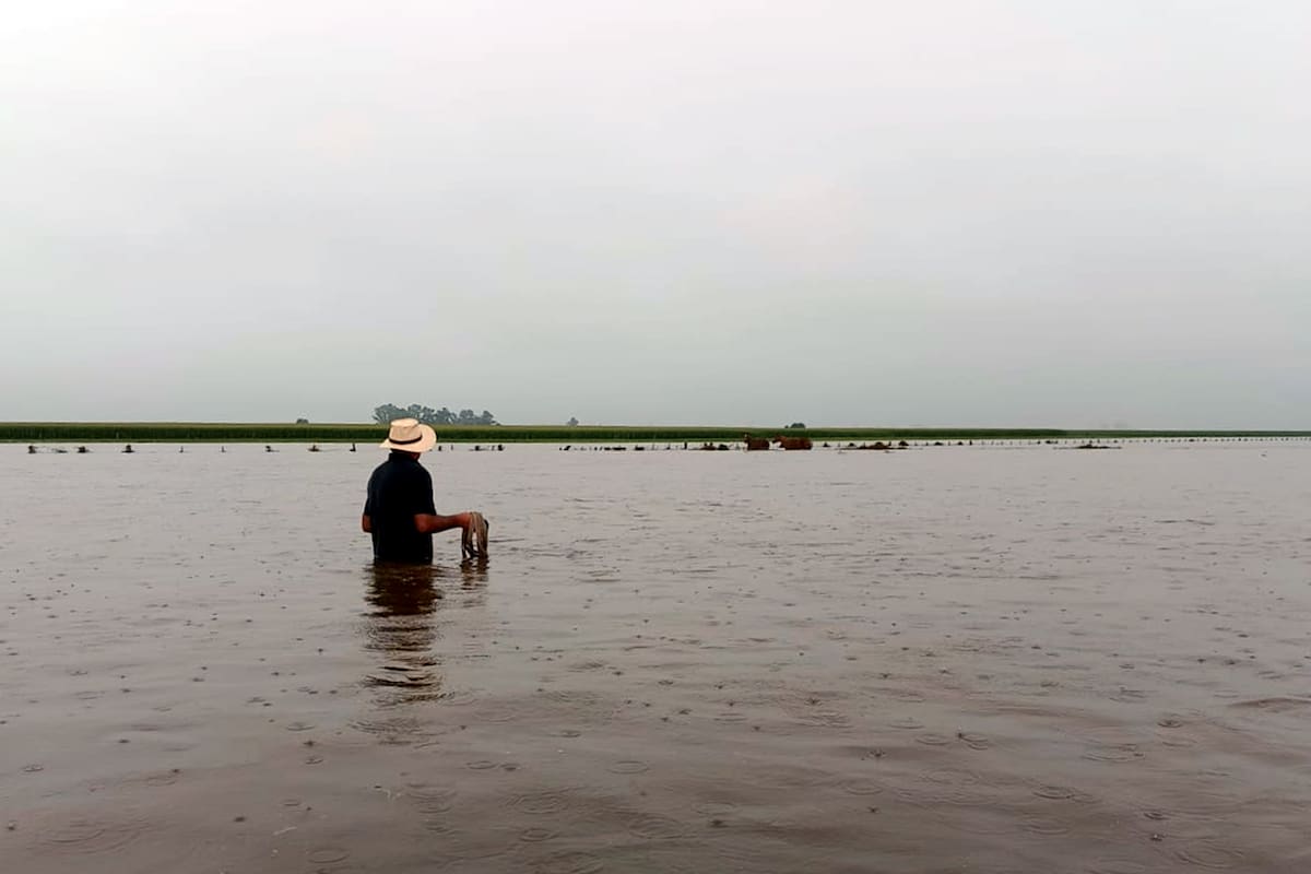 El productor ganadero Nelson Roche: "Vivimos una desesperación porque uno ama tanto a los animales que verlos sufrir así es muy difícil”