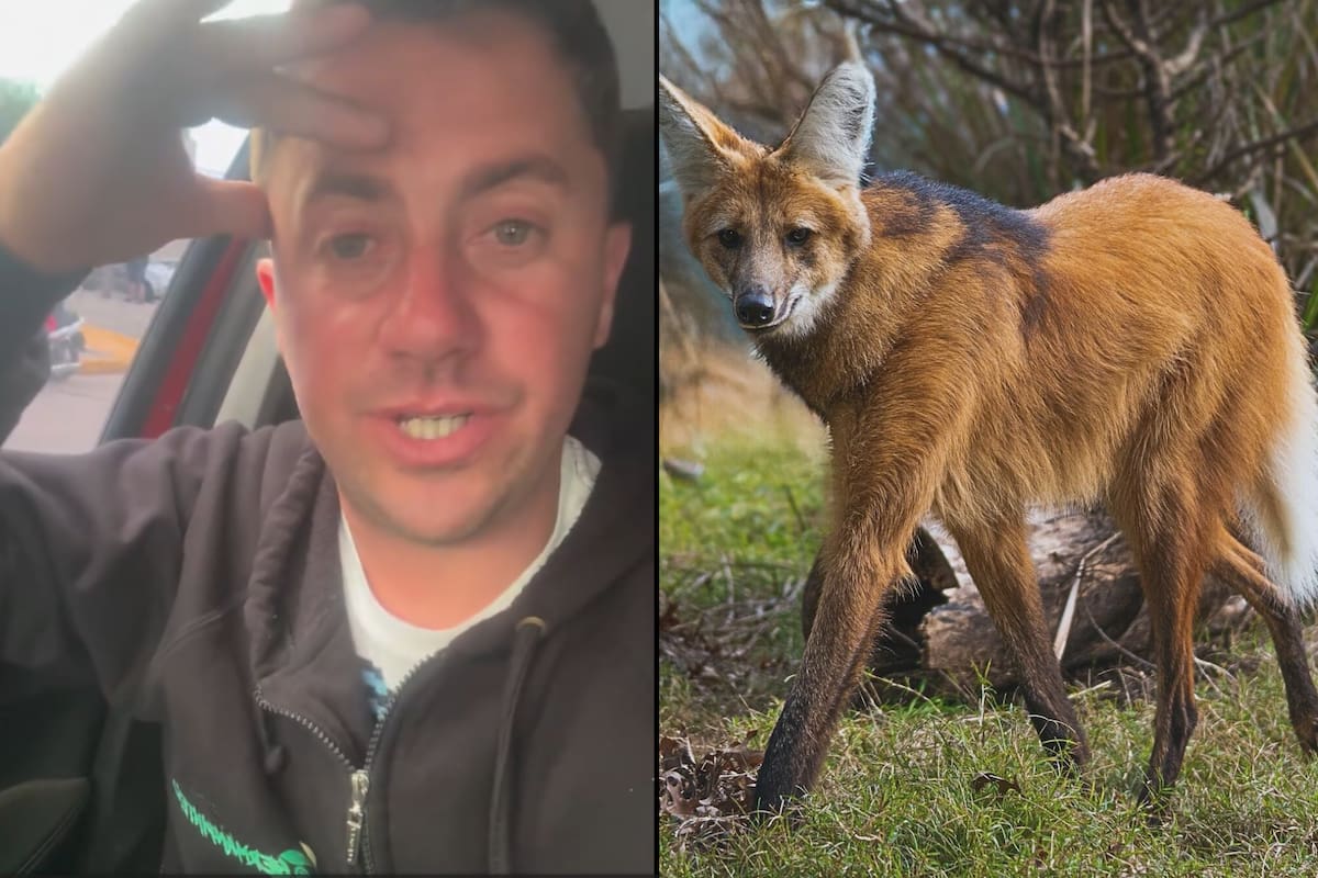 El productor Germán Pinteño contó en las redes sociales un insólito encuentro que tuvo con un animal en peligro de extinción
