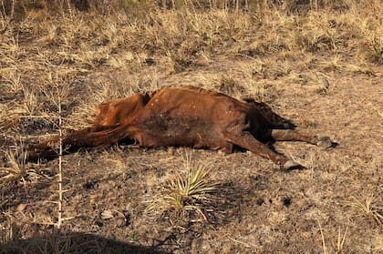 El productor lleva contabilizados 50 animales muertos