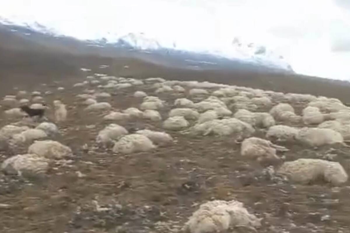 El productor logró rescatar parte de la hacienda, pero quedaron atrapadas en la nieve más de 2000 ovejas