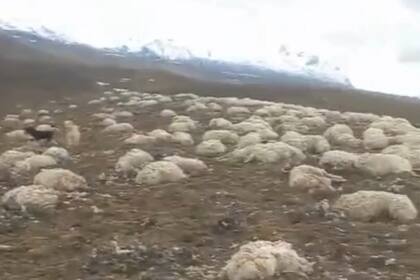 El productor logró rescatar parte de la hacienda, pero quedaron atrapadas en la nieve más de 2000 ovejas