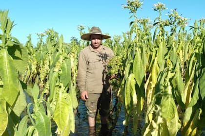 El productor Miguel Tomasella en un lote de tabaco con agua