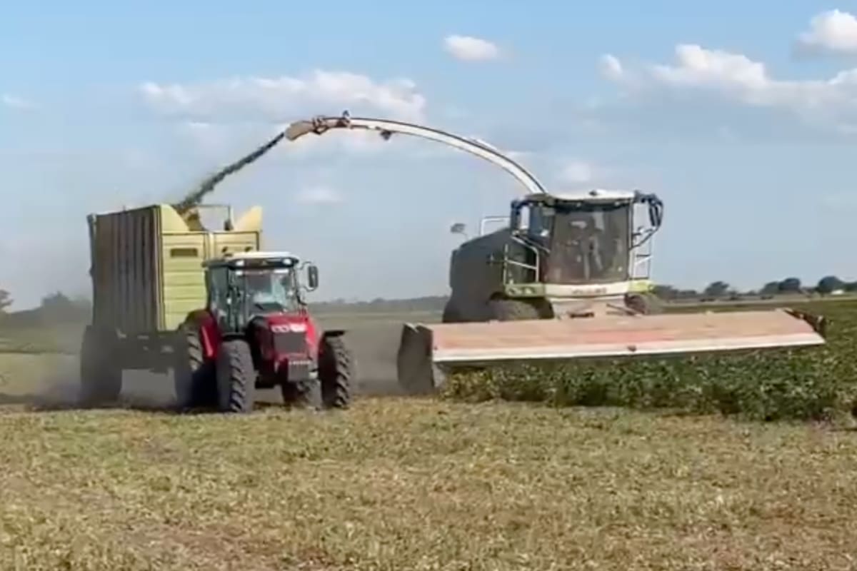 El productor Minetti picando un lote de soja