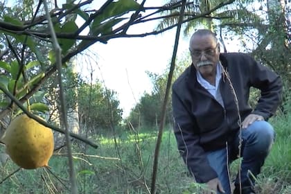 El productor Ricardo Ranger en sus plantaciones de limones: perdió 1,2 millones de kilos