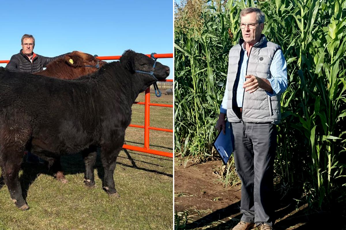 El productor Rubén Paesani con sus dos pasiones: las semillas y la ganadería